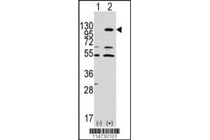 Western Blotting (WB) image for anti-EPH Receptor A7 (EPHA7) antibody (ABIN2158720)