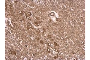 IHC-P Image UBE3A antibody detects UBE3A protein at cytosol on mouse middle brain by immunohistochemical analysis.