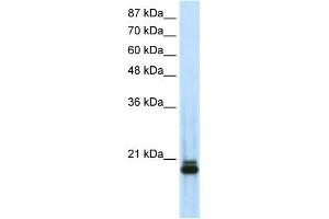 Image no. 1 for anti-Sin3A-Associated Protein, 18kDa (SAP18) (N-Term) antibody (ABIN2780718)