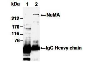 Image no. 2 for anti-Nuclear Mitotic Apparatus Protein 1 (NUMA1) antibody (ABIN1449239)