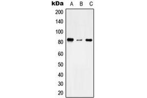 Image no. 1 for anti-Transmembrane Channel-Like 7 (TMC7) (C-Term) antibody (ABIN2705300)