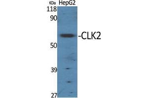 Western Blot (WB) analysis of specific cells using CLK2 Polyclonal Antibody.