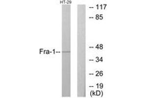 Image no. 1 for anti-FOS-Like Antigen 1 (FOSL1) (AA 101-150) antibody (ABIN1533623)