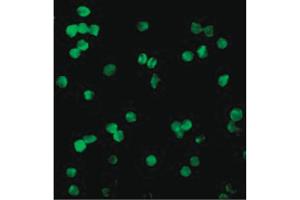 Image no. 2 for anti-serine/threonine Kinase 17a (STK17A) (N-Term) antibody (ABIN6655344)