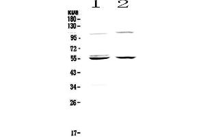 Image no. 2 for anti-Caspase 8 (CASP8) (AA 389-479) antibody (ABIN5693195)