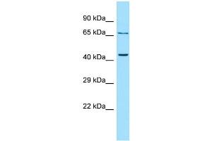 Image no. 1 for anti-Parathyroid Hormone 2 Receptor (PTH2R) (C-Term) antibody (ABIN2789998)