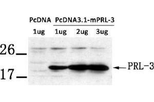 Image no. 1 for anti-Protein Tyrosine Phosphatase Type IVA, Member 3 (PTP4A3) (phosphorylated) antibody (ABIN401548)