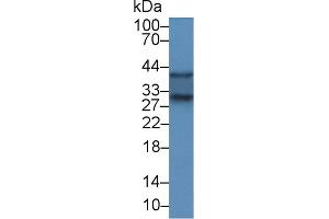 SOD3 antibody  (AA 16-244)