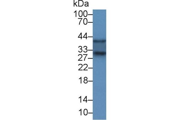 SOD3 antibody  (AA 16-244)