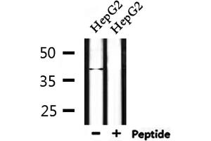 Image no. 2 for anti-Endonuclease 8-like 2 (NEIL2) (Internal Region) antibody (ABIN6263588)
