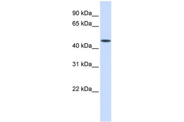 anti-Jumonji Domain Containing 5 (JMJD5) (Middle Region) antibody