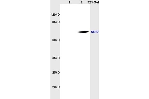 SLC3A2 抗体  (AA 231-280)