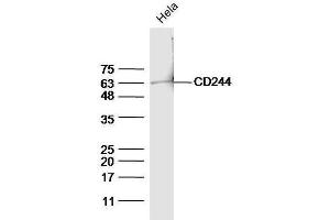 Image no. 1 for anti-Natural Killer Cell Receptor 2B4 (CD244) (pTyr271) antibody (ABIN757567)