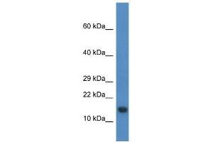 Image no. 1 for anti-Proline Rich Nuclear Receptor Coactivator 2 (PNRC2) (N-Term) antibody (ABIN928925)