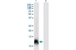 Western Blot analysis of ELOF1 expression in transfected 293T cell line by ELOF1 monoclonal antibody (M06), clone 4F6.