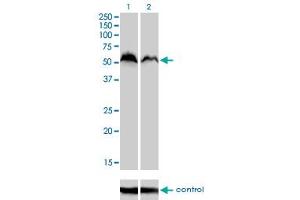 Image no. 2 for anti-Nuclear Respiratory Factor 1 (NRF1) (AA 201-285) antibody (ABIN2752368)