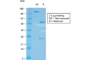 Image no. 1 for anti-CD27 Molecule (CD27) antibody (ABIN6941126)