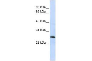 Image no. 1 for anti-Reticulon 1 (RTN1) (Middle Region) antibody (ABIN635151)