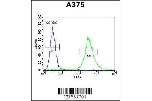 Image no. 3 for anti-Zinc Finger, CCHC Domain Containing 17 (ZCCHC17) (AA 159-187) antibody (ABIN654970)