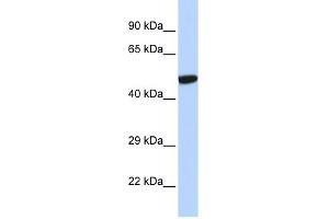 Image no. 1 for anti-Nuclear Receptor Subfamily 1, Group I, Member 2 (NR1I2) (N-Term) antibody (ABIN2774988)
