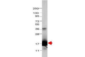 Image no. 1 for anti-Interleukin 1 delta (FIL1d) antibody (ABIN964734)