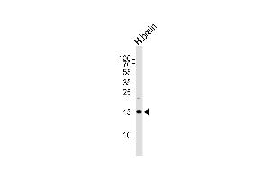 Image no. 1 for anti-Shadow of Prion Protein (SPRN) (AA 76-105), (C-Term) antibody (ABIN5539102)
