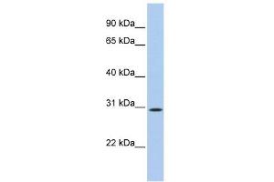 Image no. 1 for anti-TP53 Target 5 (TP53TG5) (N-Term) antibody (ABIN634430)