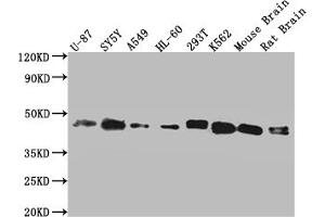 SPPL3 抗体  (AA 213-263)