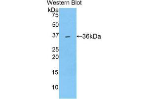 Image no. 1 for anti-Sulfotransferase Family, Cytosolic, 1A, Phenol-Preferring, Member 1 (SULT1A1) (AA 2-295) antibody (ABIN1860344)