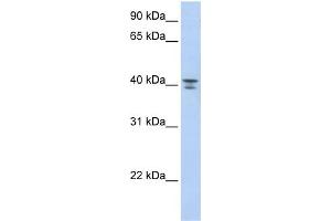 Image no. 2 for anti-Guanine Nucleotide Binding Protein (G Protein) alpha 12 (GNA12) (Middle Region) antibody (ABIN2785900)
