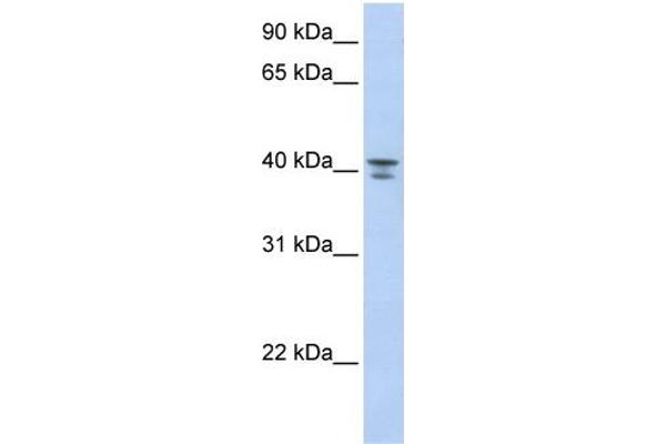 GNA12 antibody  (Middle Region)