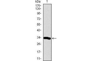 Image no. 3 for anti-Neuronal Differentiation 1 (NEUROD1) (AA 26-91) antibody (ABIN1724758)