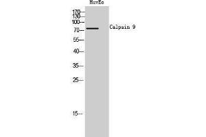 Image no. 1 for anti-Calpain 9 (CAPN9) (Internal Region) antibody (ABIN3183633)