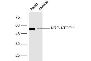 Image no. 3 for anti-Nuclear Respiratory Factor 1 (NRF1) (AA 51-180) antibody (ABIN675219)