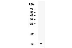 Image no. 1 for anti-Chemokine (C-X-C Motif) Ligand 1 (Melanoma Growth Stimulating Activity, Alpha) (CXCL1) (AA 25-96) antibody (ABIN5693092)