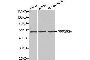 PPP2R2A Antikörper  (AA 1-447)
