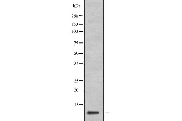anti-Guanine Nucleotide Binding Protein (G Protein), gamma 11 (GNG11) (N-Term) antibody