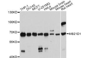 Image no. 1 for anti-Chromosome 6 Open Reading Frame 150 (C6orf150) antibody (ABIN6143590)