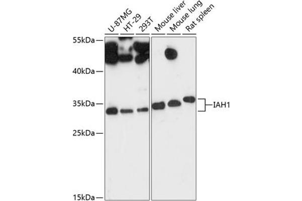 IAH1 抗体  (AA 1-248)
