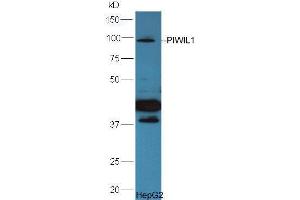 Image no. 1 for anti-Piwi-Like 1 (PIWIL1) (AA 551-650) antibody (ABIN671631)
