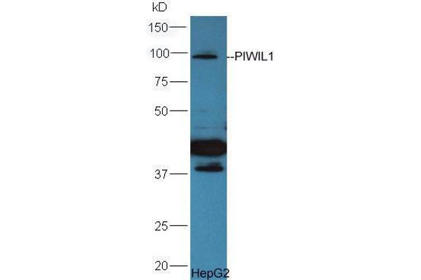 anti-Piwi-Like 1 (PIWIL1) (AA 551-650) antibody