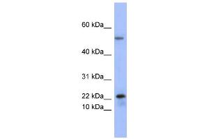 anti-phospholipase A2, Group V (PLA2G5) (Middle Region) antibody