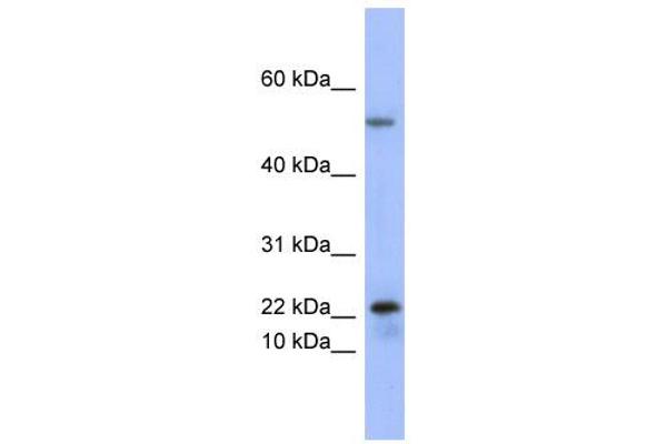 anti-phospholipase A2, Group V (PLA2G5) (Middle Region) antibody
