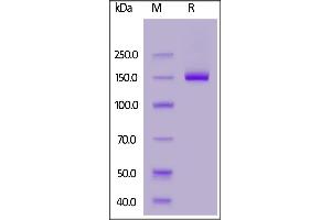 Image no. 1 for Deleted in Colorectal Carcinoma (DCC) (AA 32-1097) protein (Fc Tag) (ABIN7013754)