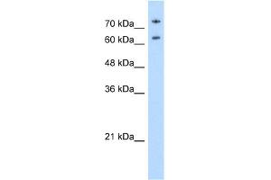 Image no. 3 for anti-Nucleolin (NCL) (N-Term) antibody (ABIN2778935)