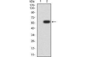 Image no. 5 for anti-14-3-3 alpha + beta (YWHAB) (AA 1-246) antibody (ABIN5542549)