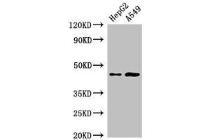 PIGK anticorps  (AA 91-293)