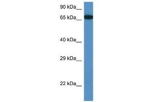 Image no. 1 for anti-Mbt Domain Containing 1 (MBTD1) (Middle Region) antibody (ABIN928404)