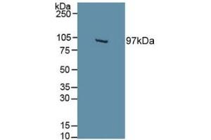 EPAS1 Antikörper  (AA 21-336)