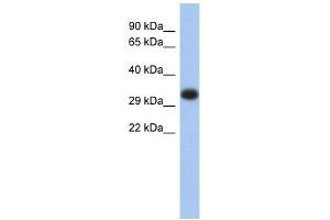 Image no. 1 for anti-Major Histocompatibility Complex, Class II, DP alpha 1 (HLA-DPA1) (Middle Region) antibody (ABIN634553)
